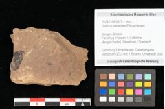 Foto (Objekt + Etikett) von Quercus palaeoilex Ettingshausen (NHMW-GEO-2024-0188-0975)